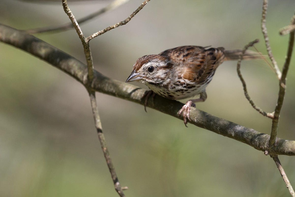 Song Sparrow (melodia/atlantica) - Michael Stubblefield