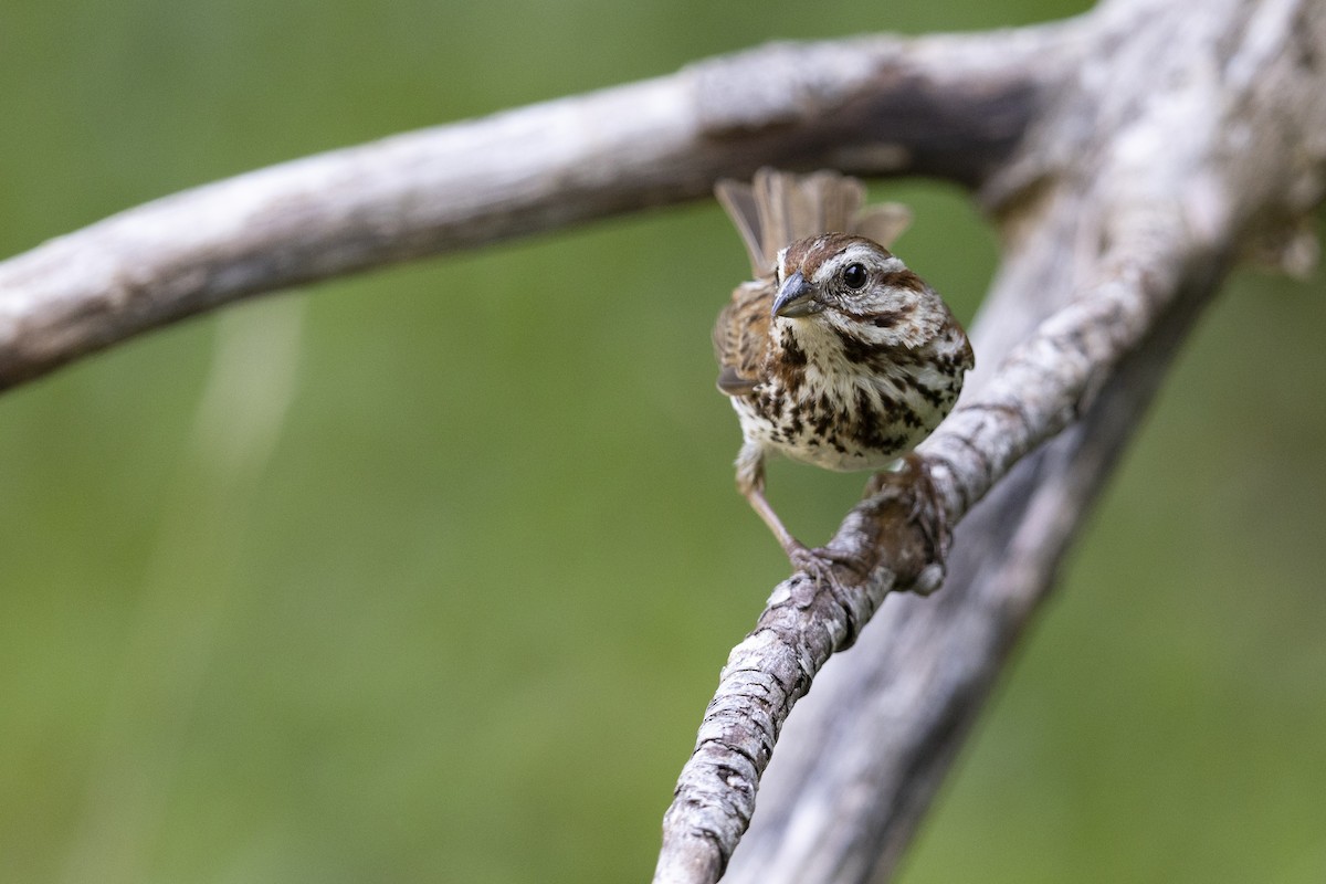 Song Sparrow (melodia/atlantica) - Michael Stubblefield