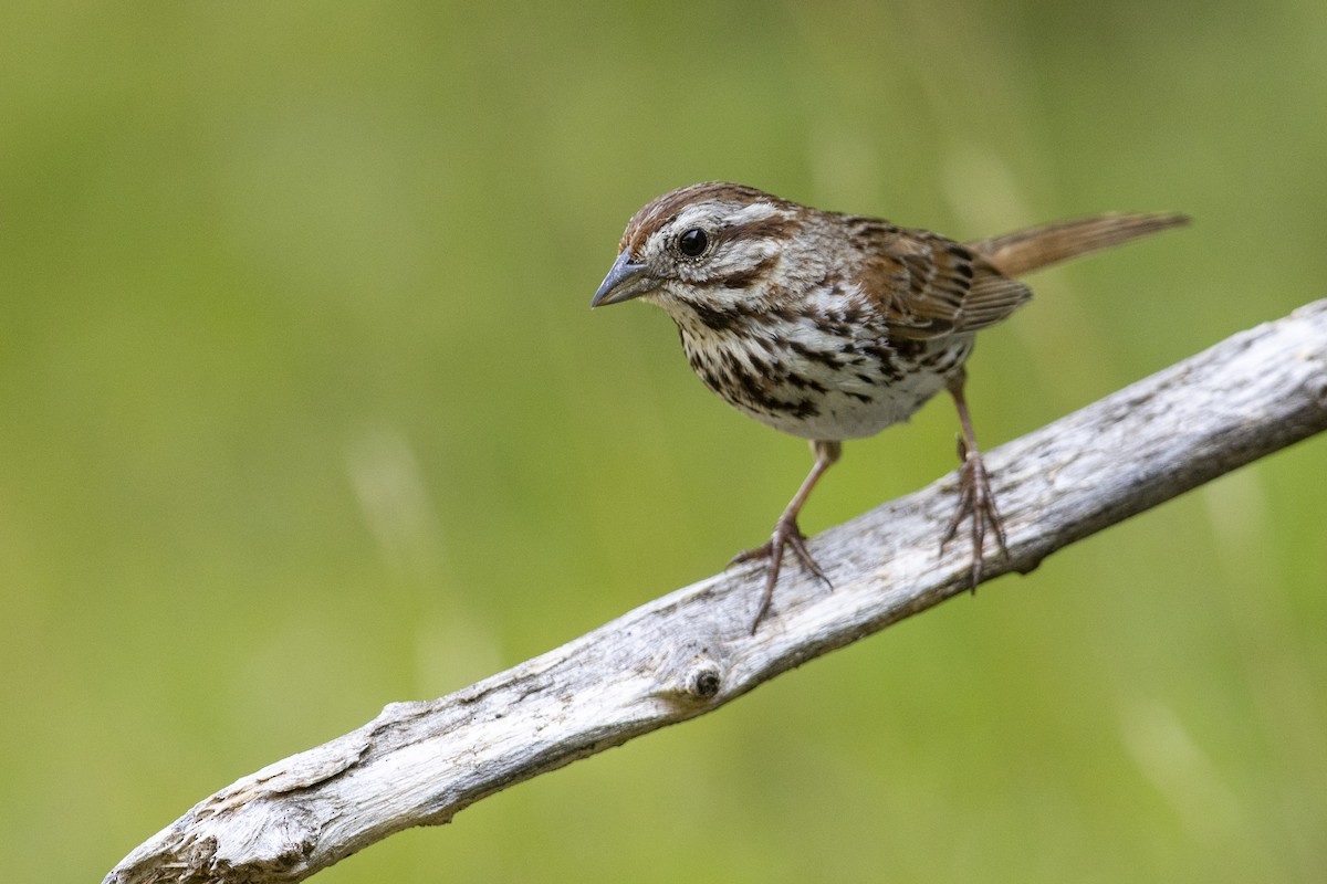 Song Sparrow (melodia/atlantica) - ML469389921