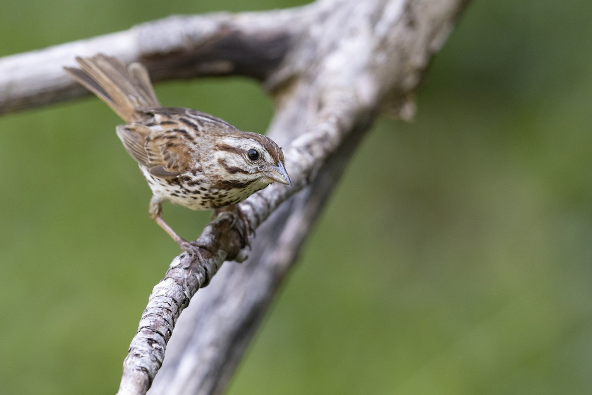 Song Sparrow (melodia/atlantica) - ML469389931