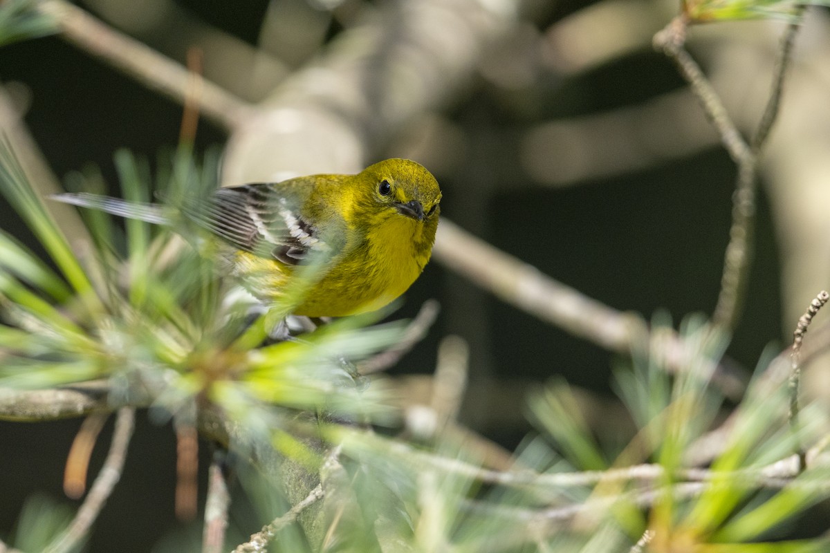 Pine Warbler - ML469389991