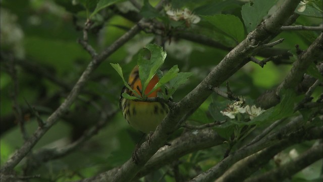 Blackburnian Warbler - ML469390