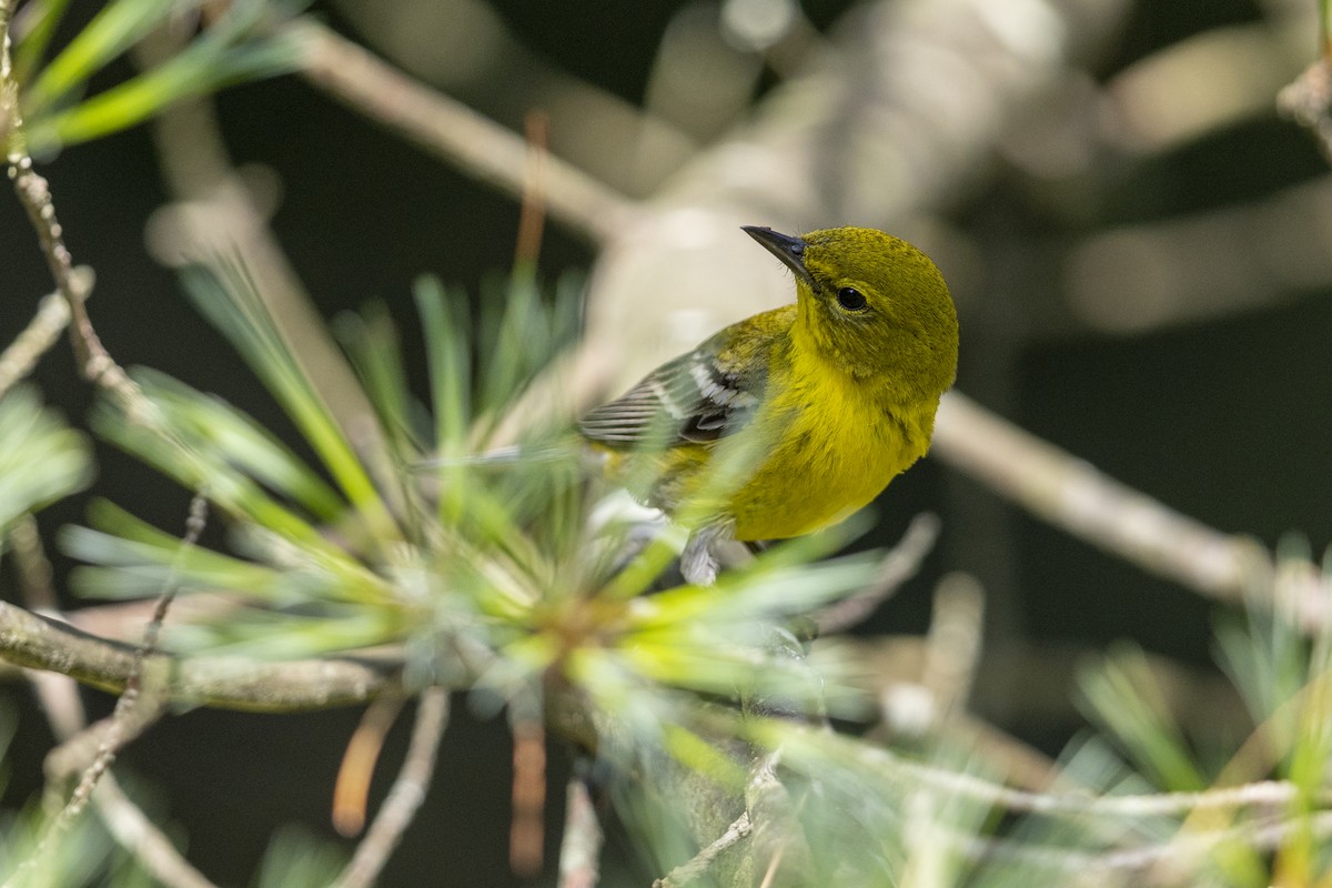 Pine Warbler - ML469390021