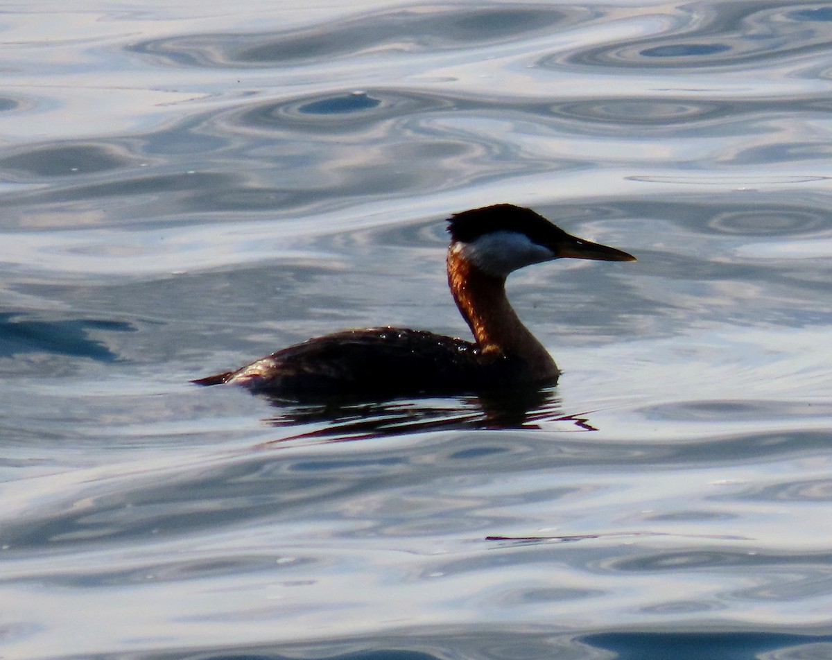 Red-necked Grebe - ML469390361