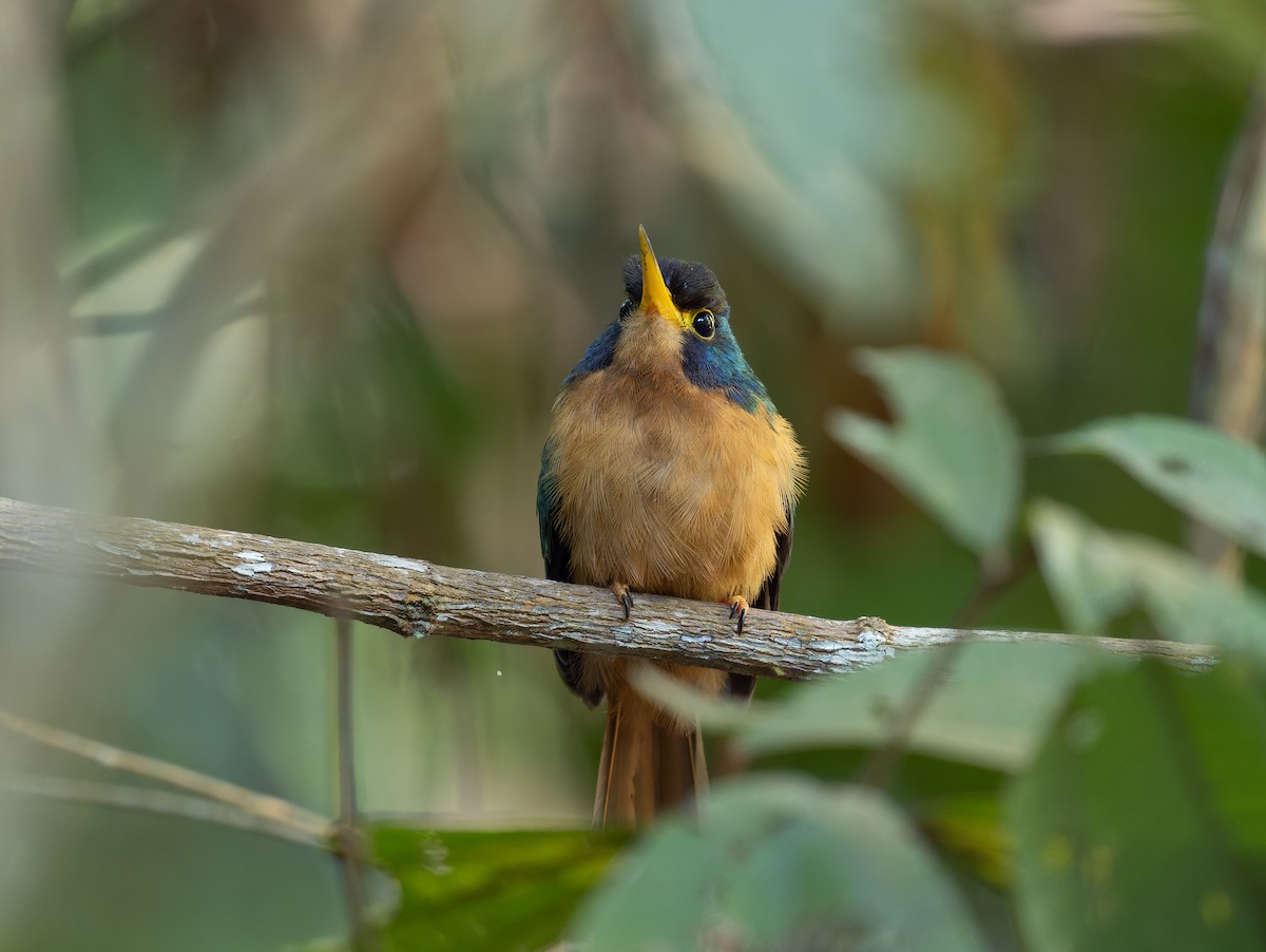 Blue-cheeked Jacamar - ML469390811