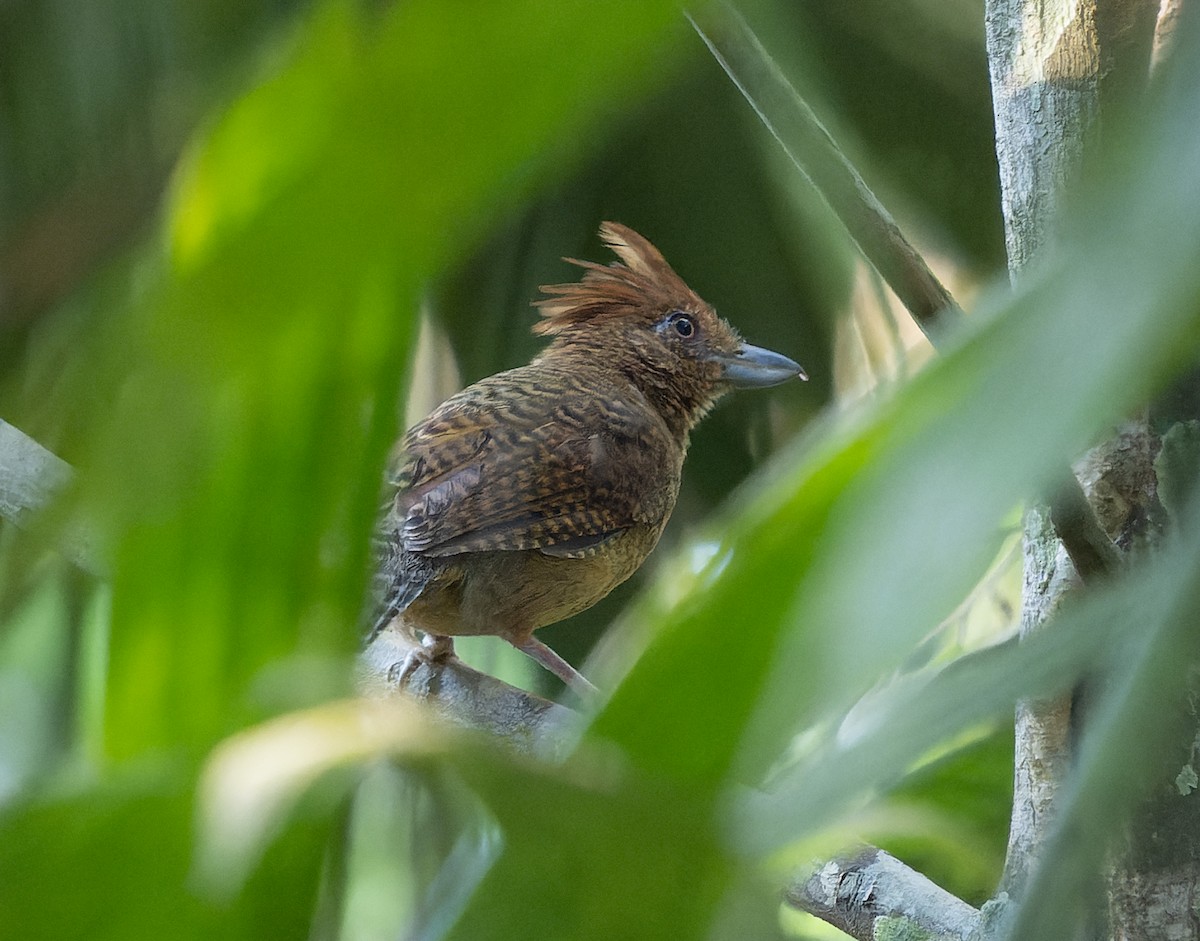 Undulated Antshrike - Simon Colenutt