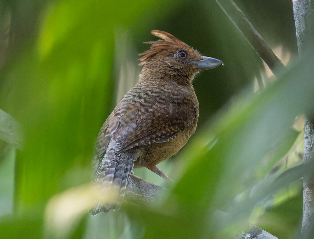 Undulated Antshrike - Simon Colenutt