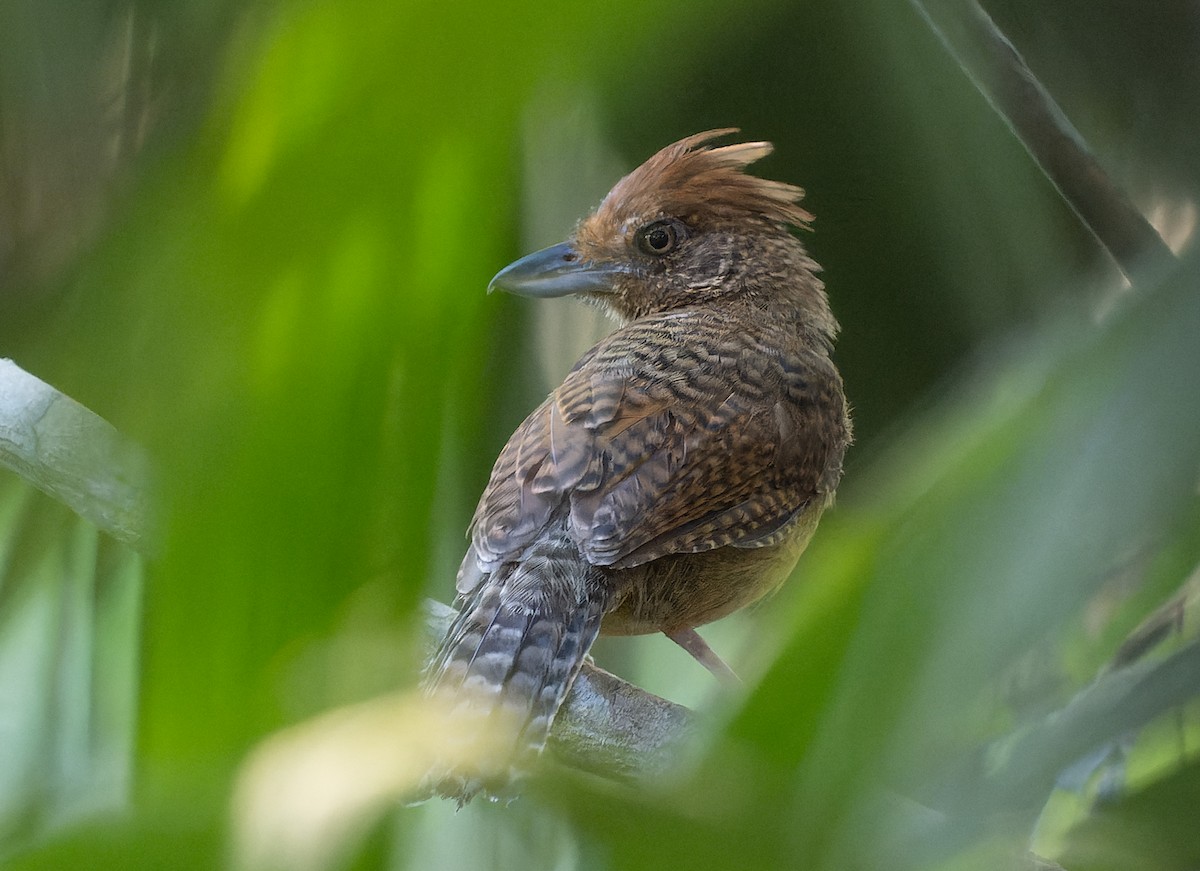 Undulated Antshrike - Simon Colenutt