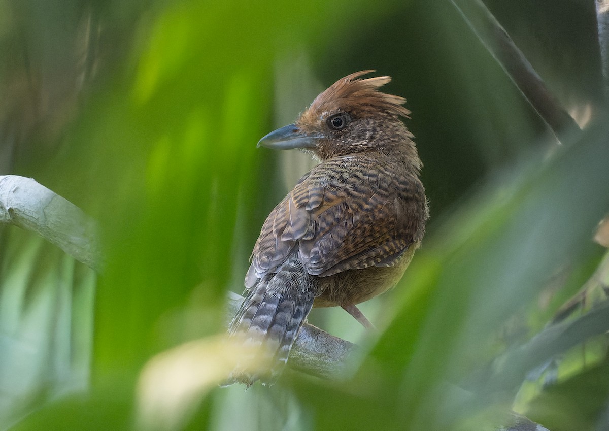 Undulated Antshrike - Simon Colenutt