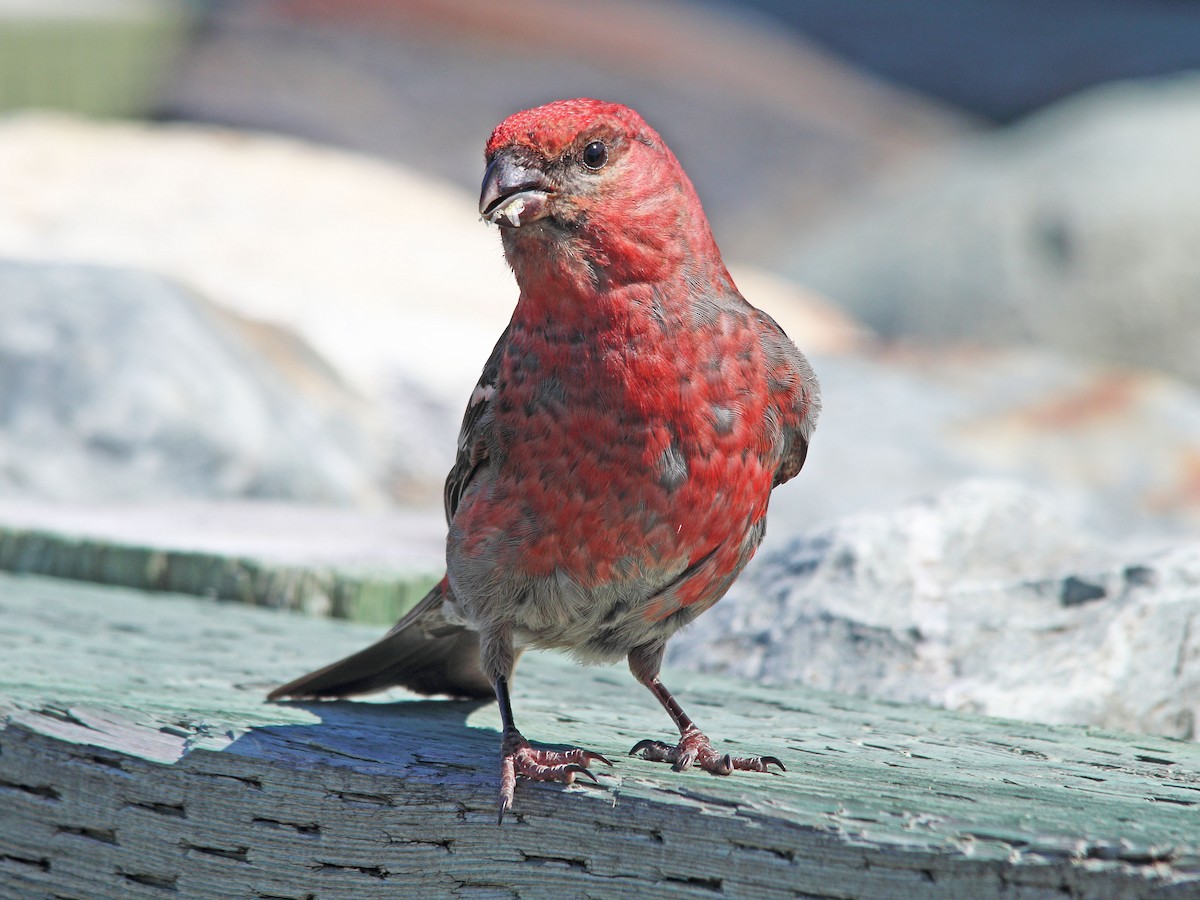 Pine Grosbeak - ML469391451