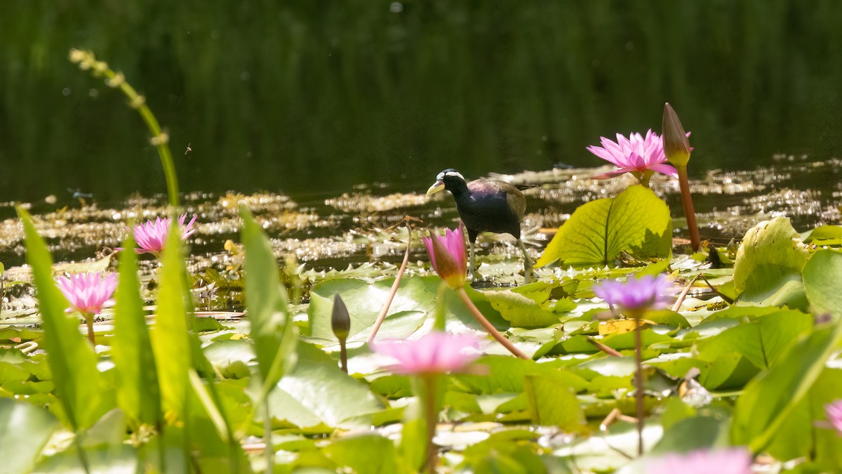 Bronze-winged Jacana - ML469391661