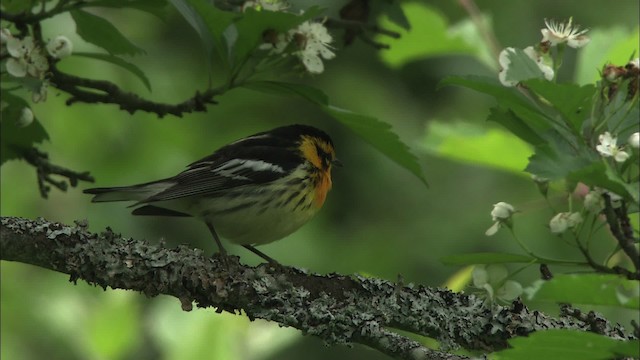 Blackburnian Warbler - ML469392