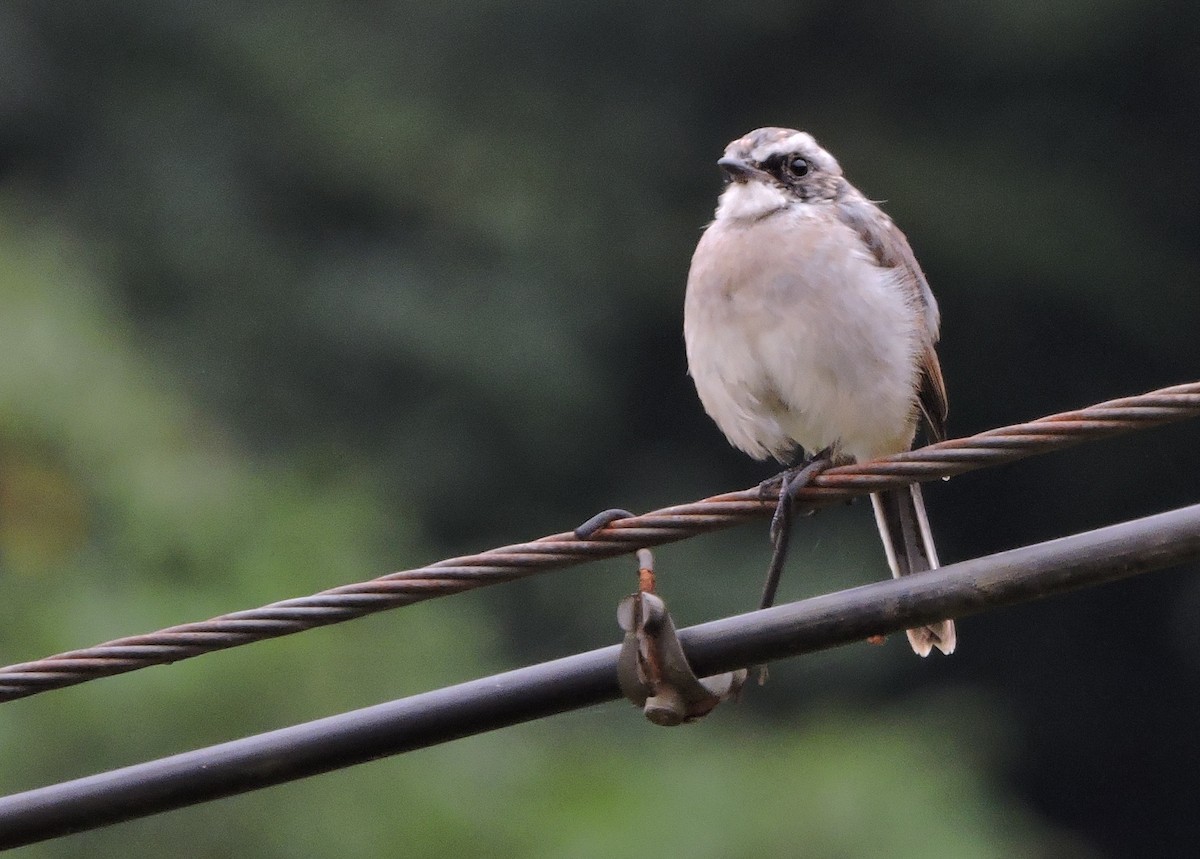 Gray Bushchat - Mark W11 Kulstad