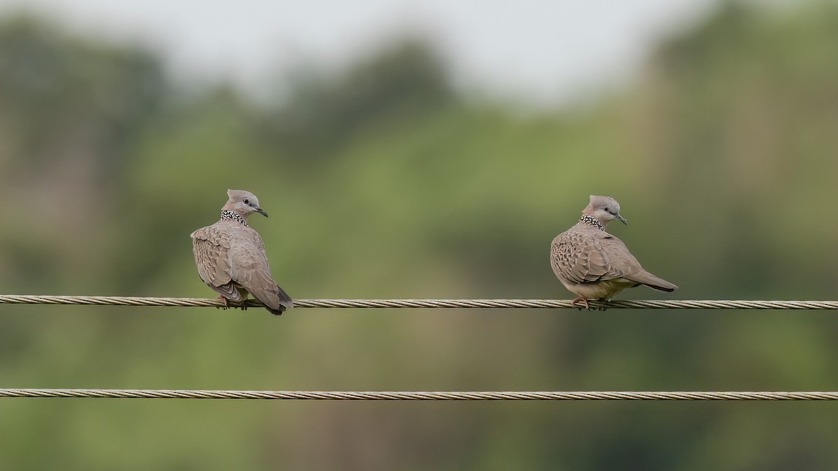 Spotted Dove (Eastern) - ML469393651