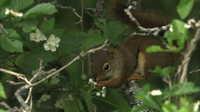 Red Squirrel - ML469394