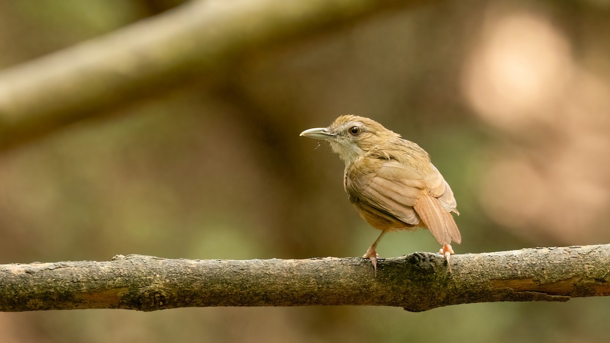 Abbott's Babbler - ML469395111