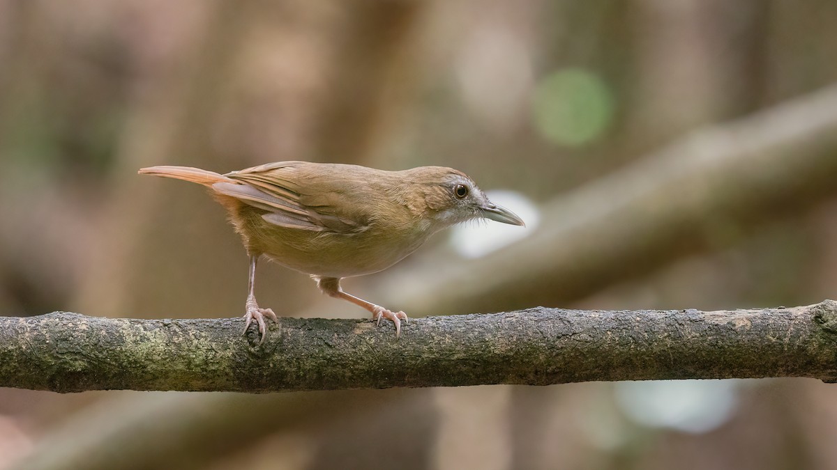 Abbott's Babbler - ML469395121