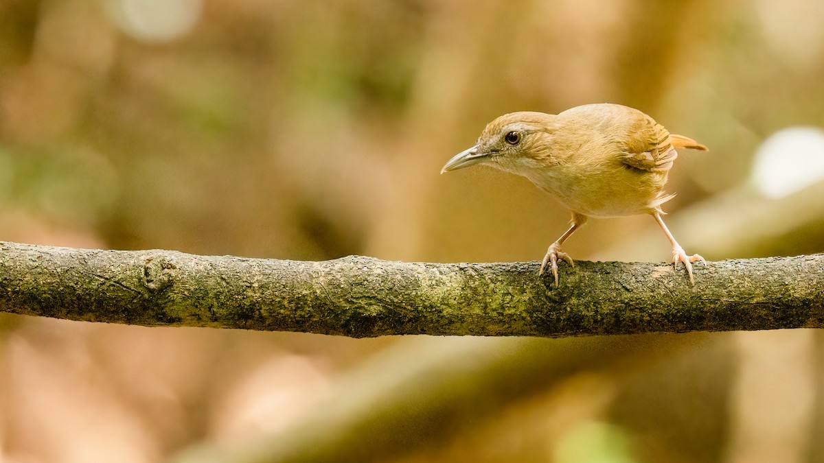 Abbott's Babbler - ML469395151