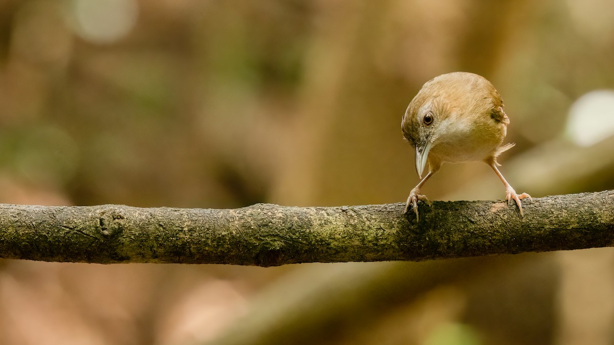 Abbott's Babbler - ML469395171