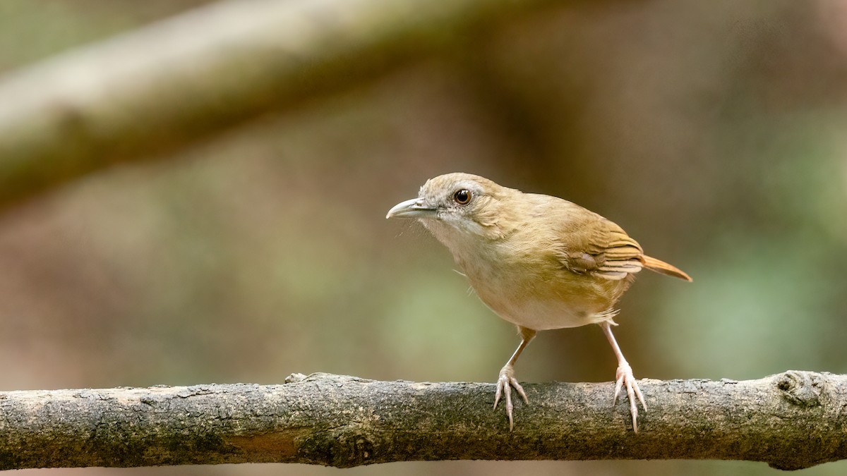 Abbott's Babbler - ML469395181