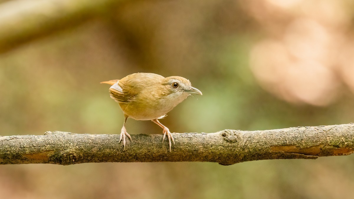 Abbott's Babbler - ML469395211