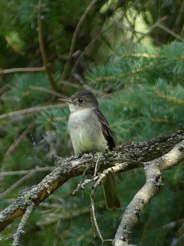 Hellbauch-Schnäppertyrann - ML469395221