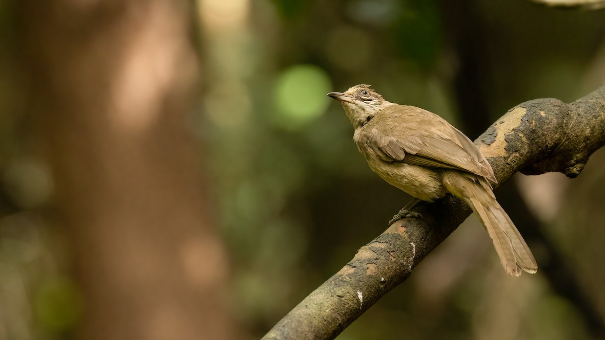 Streak-eared Bulbul - ML469395981