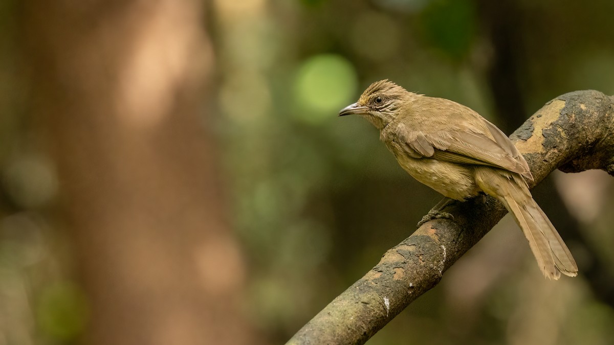 Streak-eared Bulbul - ML469396031