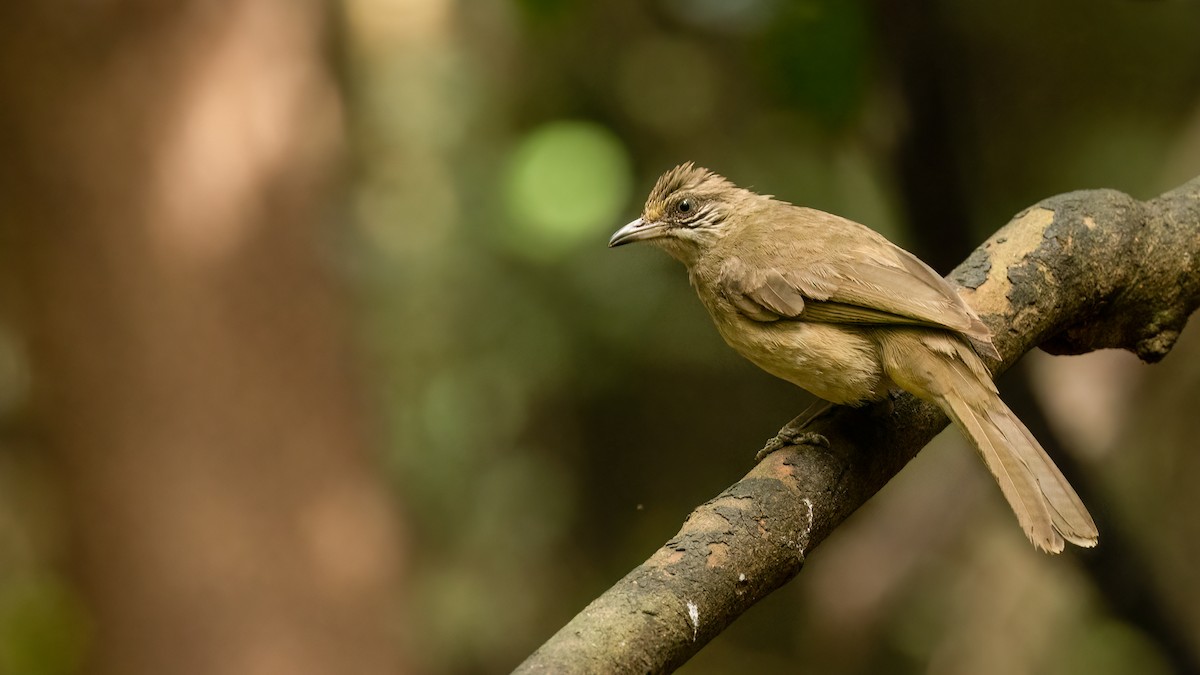 Streak-eared Bulbul - ML469396081