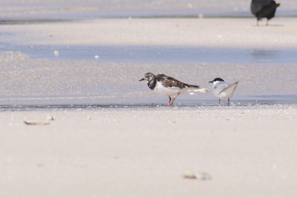 Little Tern - ML469396881