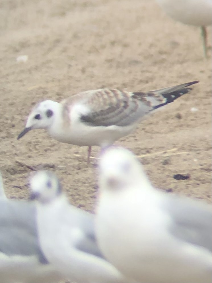 Bonaparte's Gull - ML469397161