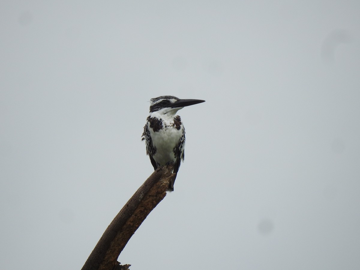 Pied Kingfisher - ML469397731