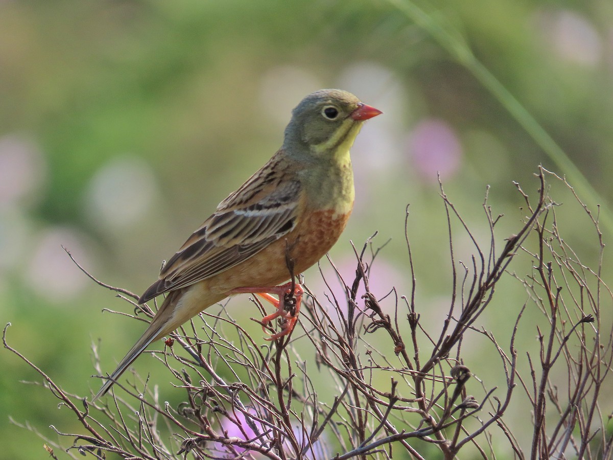 Ortolan Bunting - ML469398061