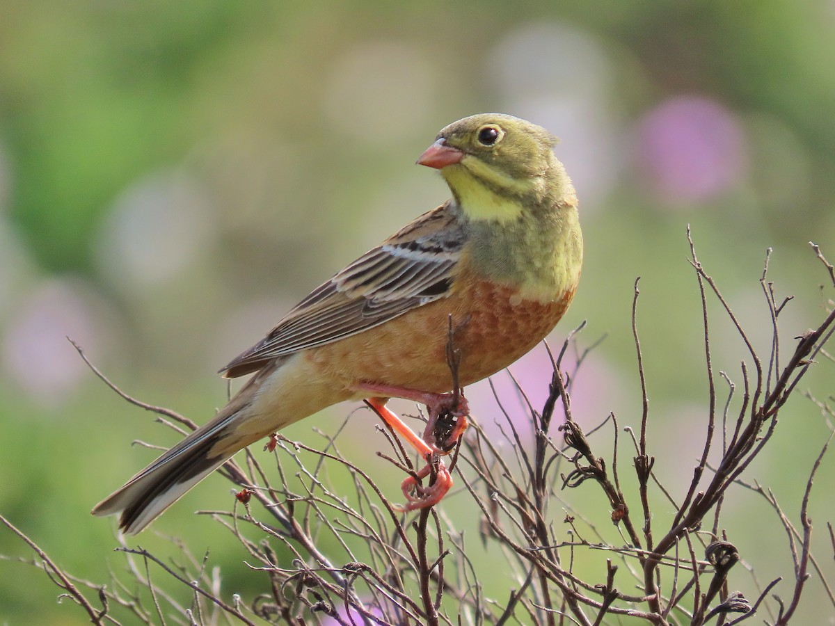 Ortolan Bunting - ML469398071