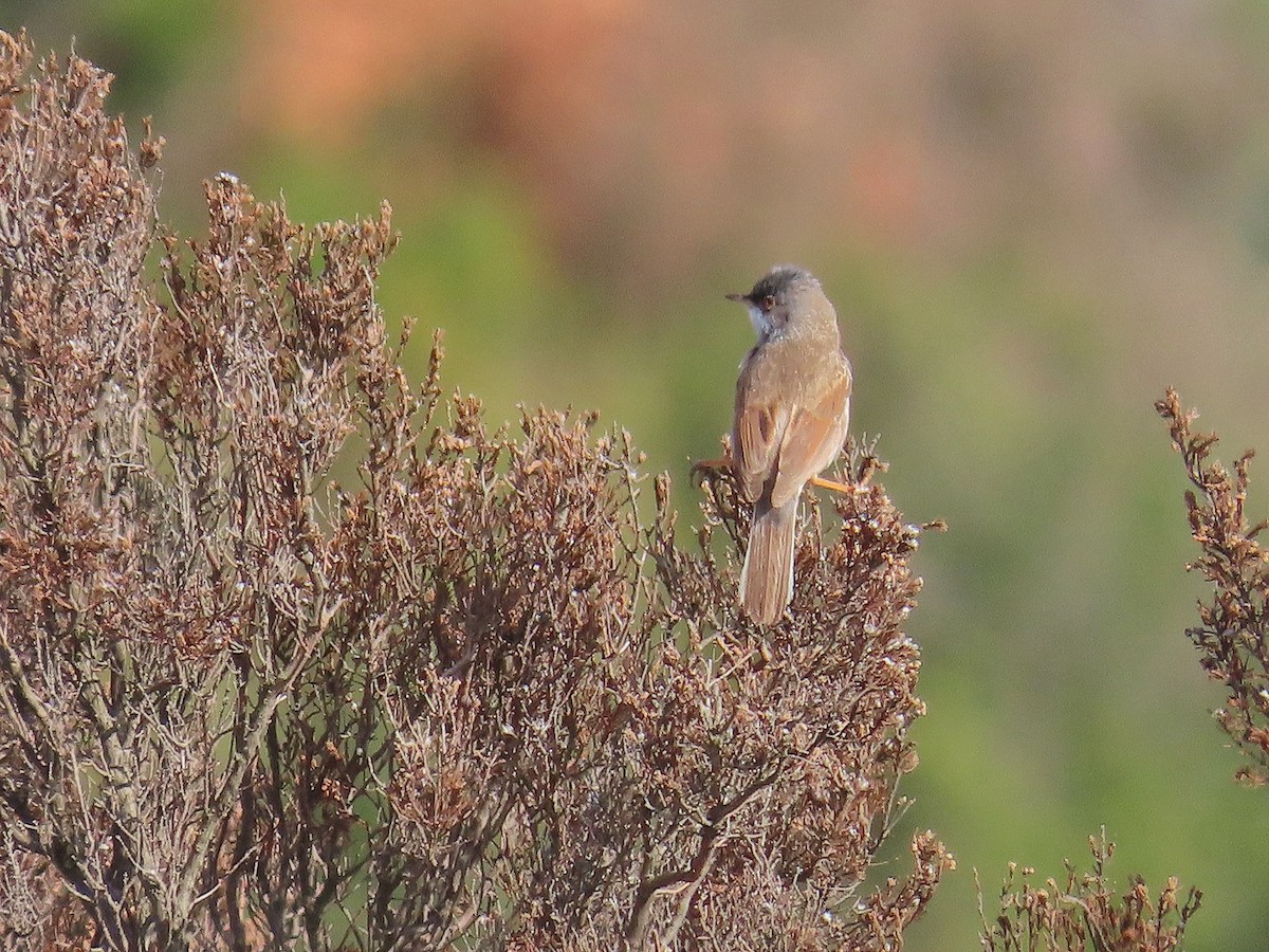 Spectacled Warbler - ML469398231