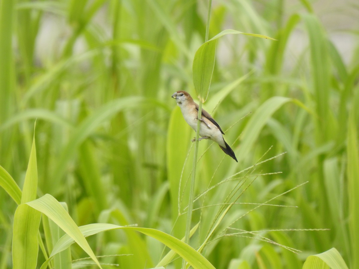 Indian Silverbill - ML469398471