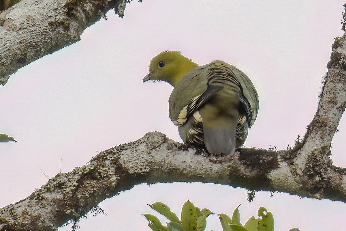 Madagascar Green-Pigeon - ML469398511