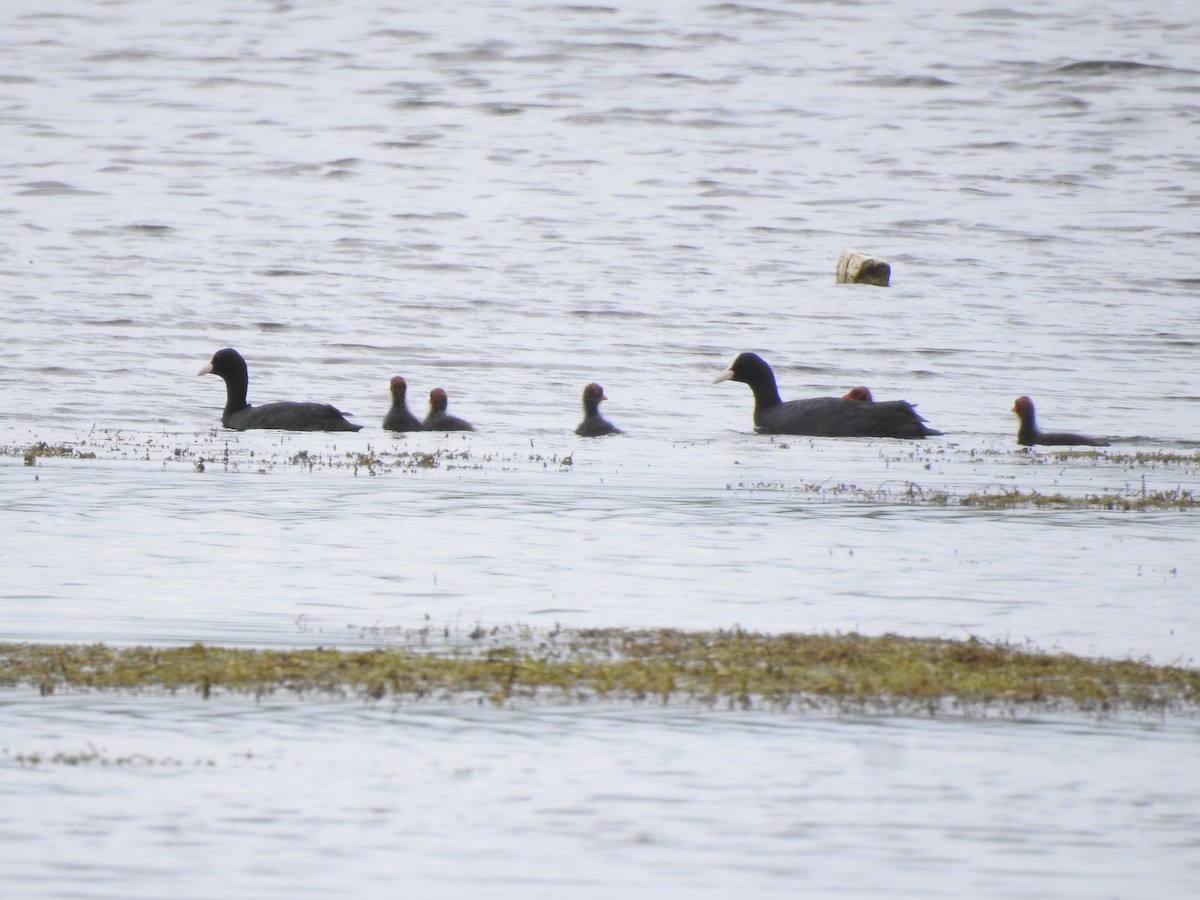 Eurasian Coot - ML469398521