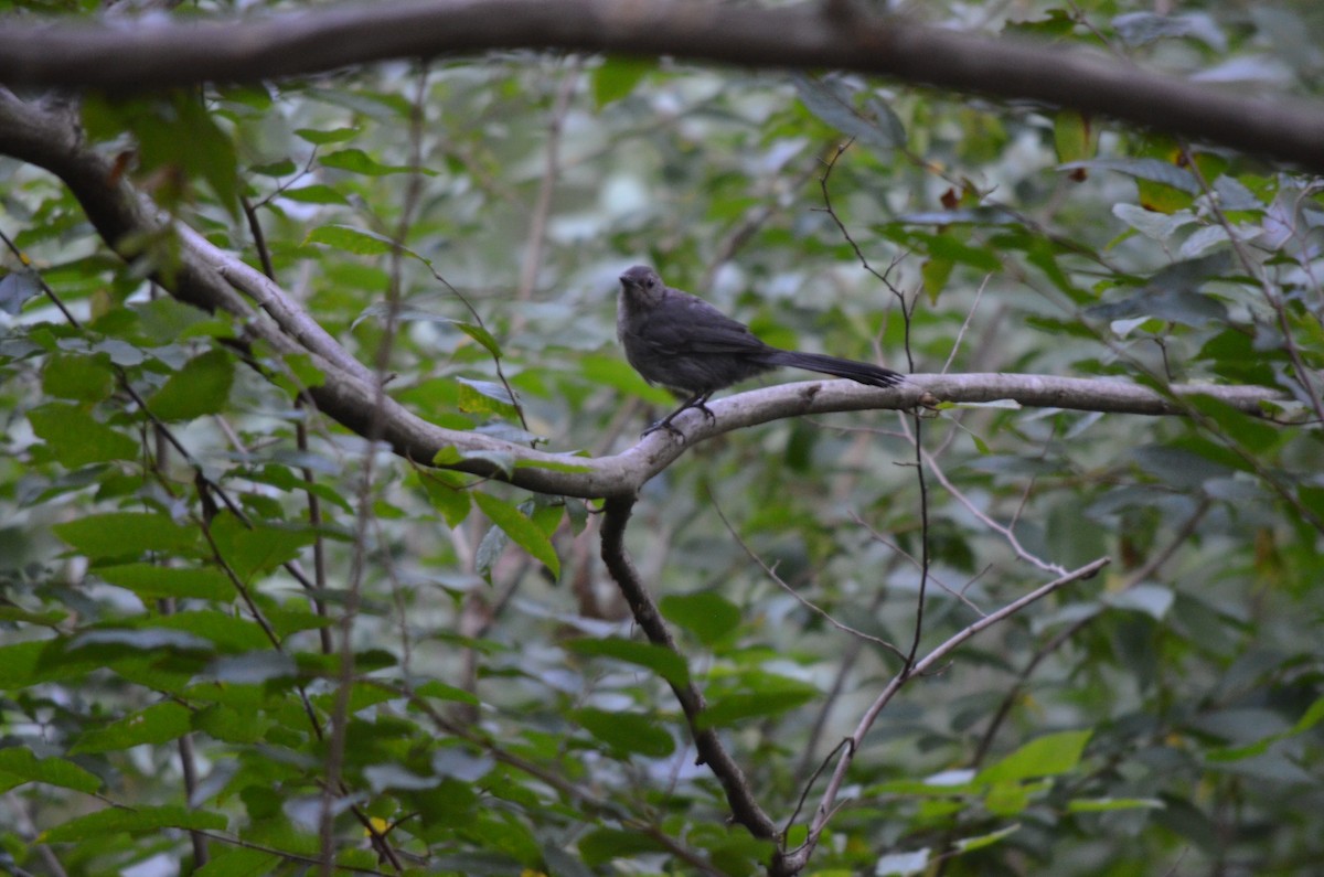 Gray Catbird - ML469399681