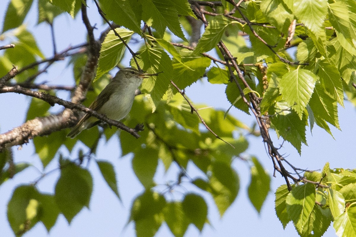 Kamchatka Leaf Warbler - ML469400441