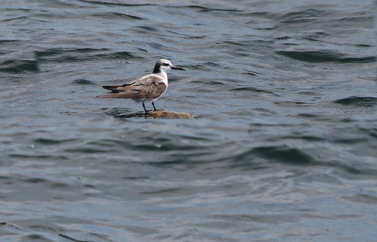 Bridled Tern - ML469401011