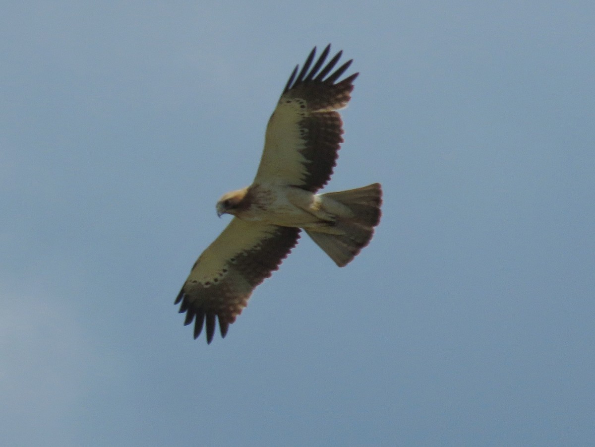 Booted Eagle - Àlex Giménez