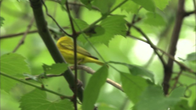 Yellow Warbler (Northern) - ML469402