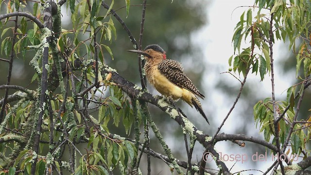 Andean Flicker (Southern) - ML469402071