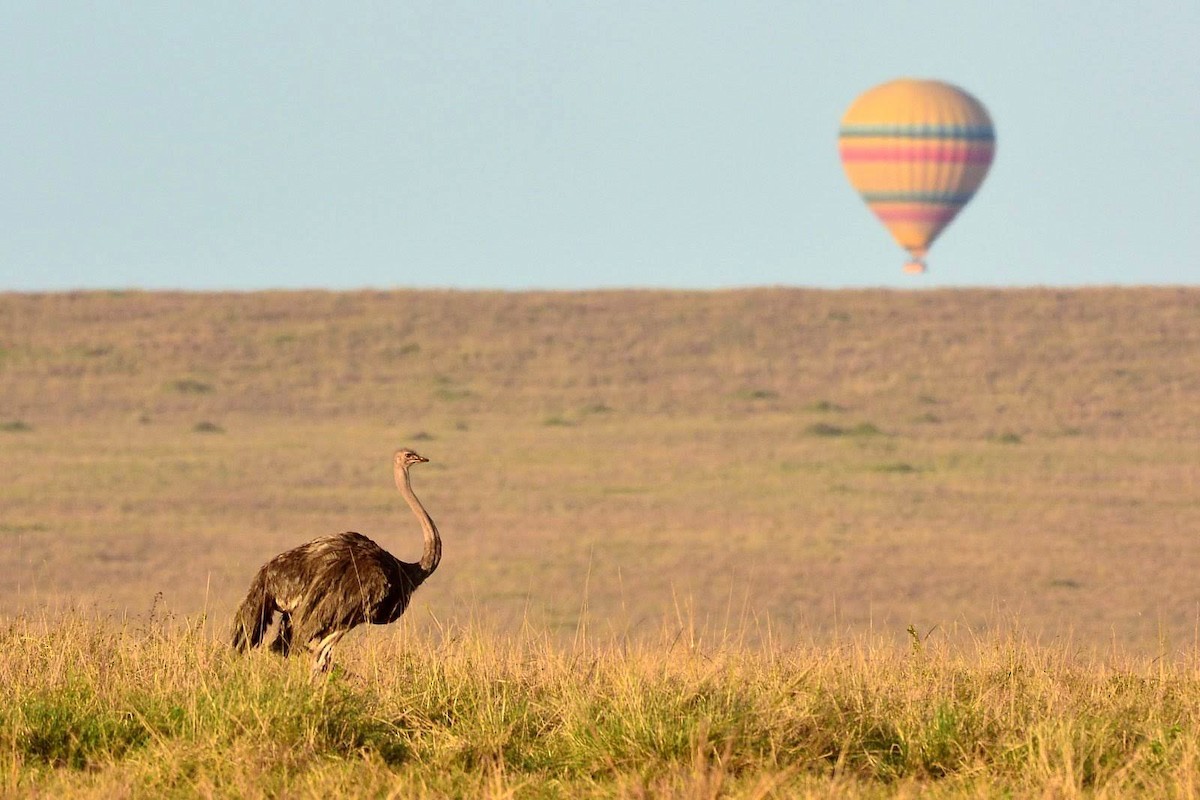 Common Ostrich - ML469402161