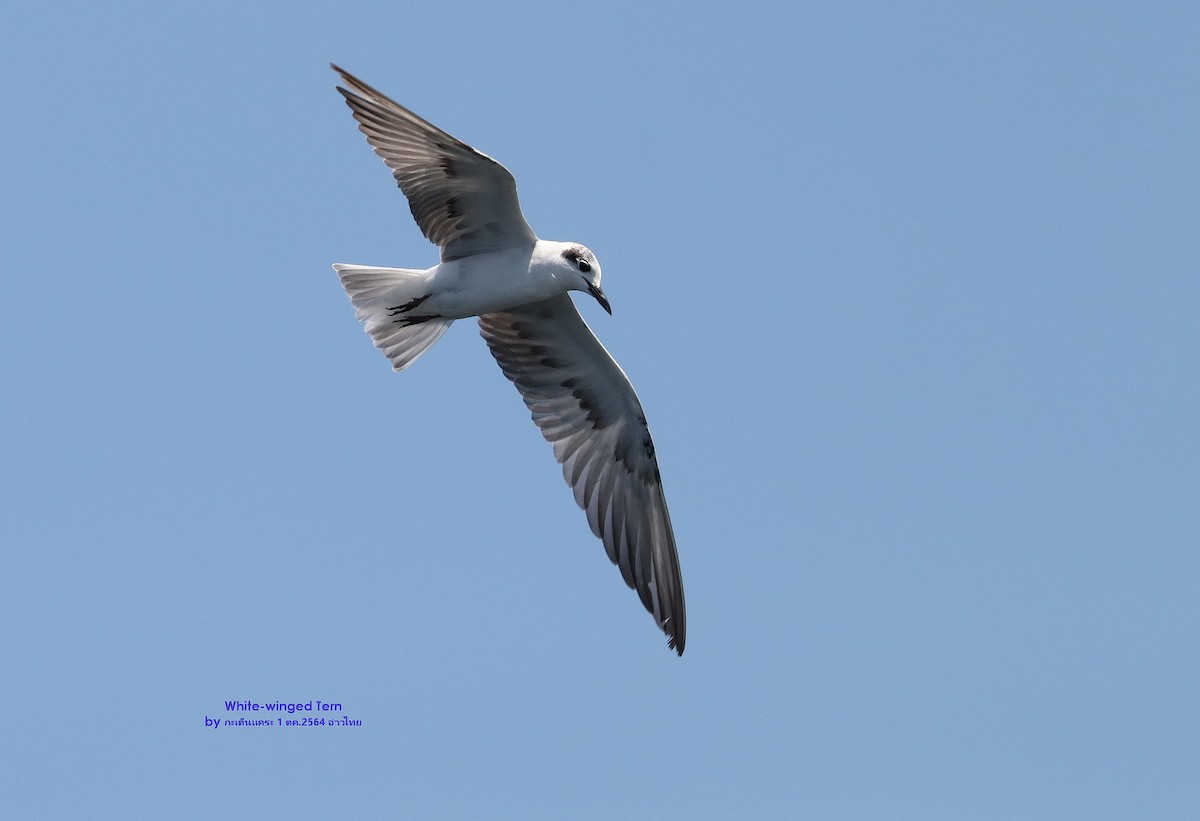 White-winged Tern - ML469402801