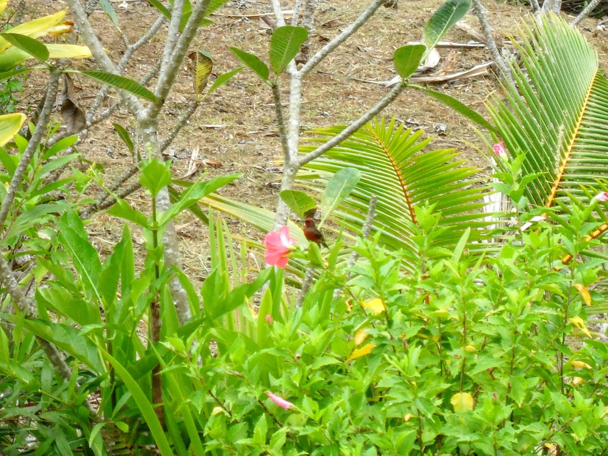 Микронезийская медовка - ML469402851
