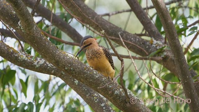 datel velehorský (ssp. rupicola/puna) - ML469404011