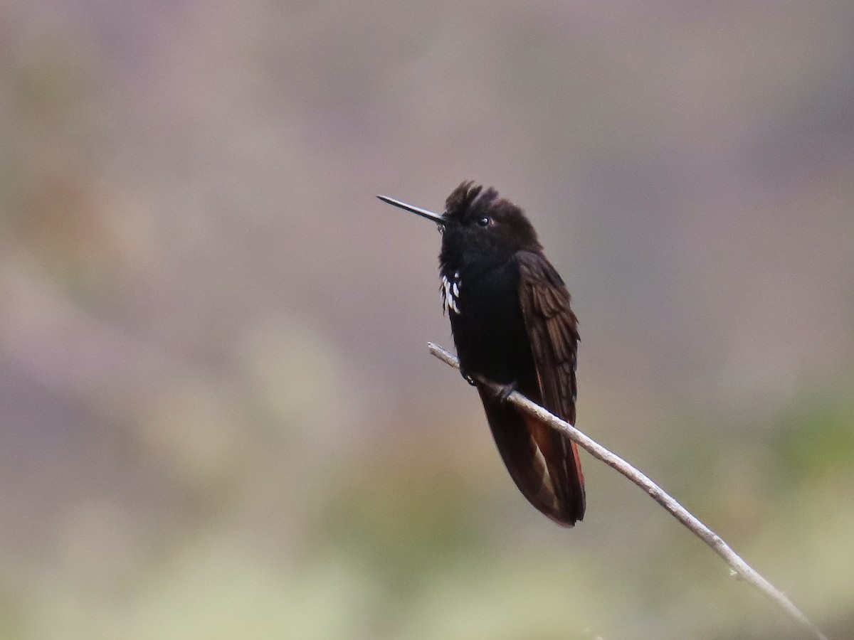 kolibřík černokápý - ML469406891