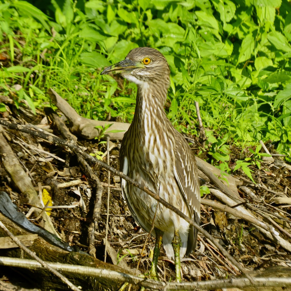 Black-crowned Night Heron - ML469407051